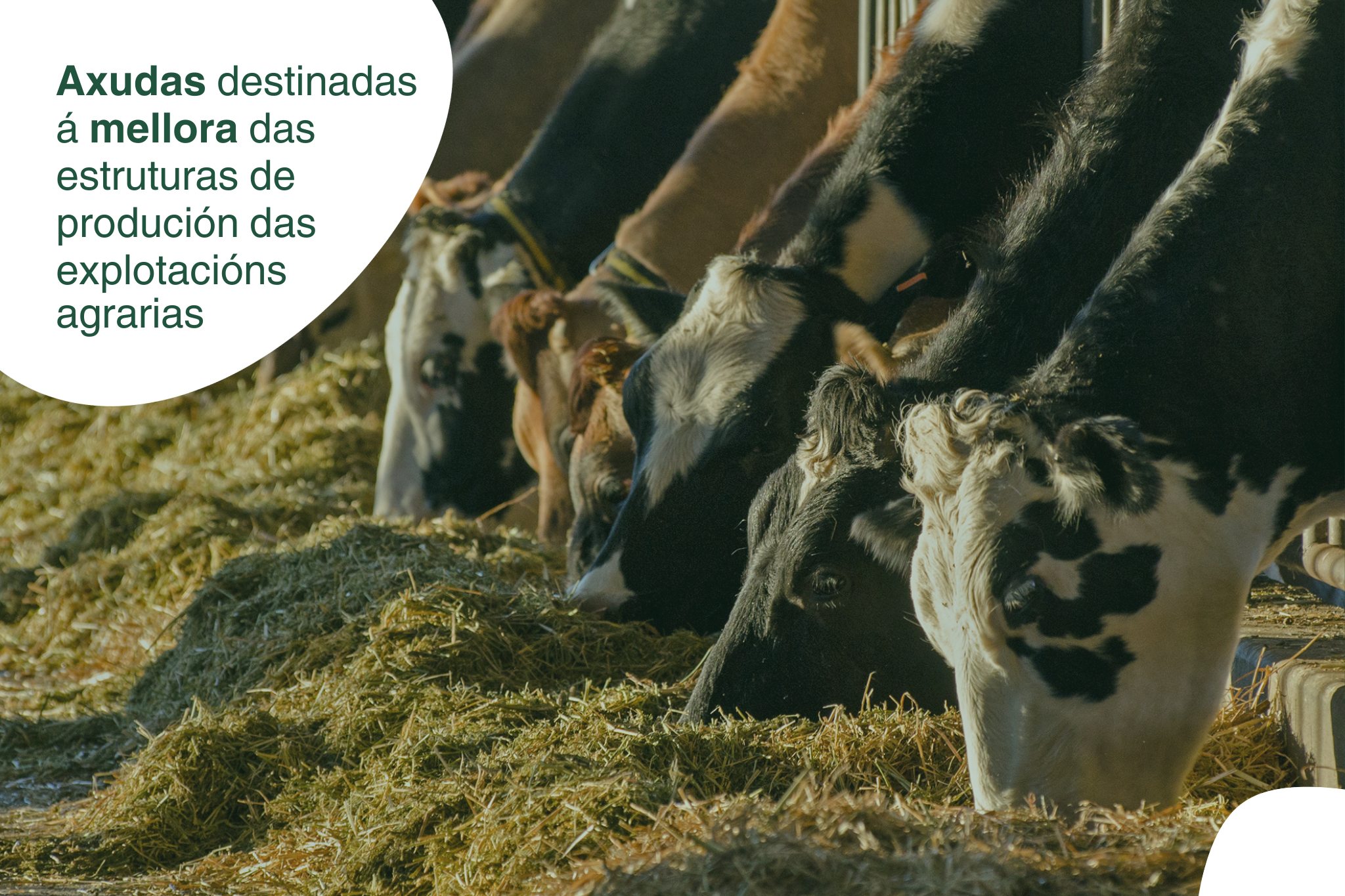 Ayudas para la mejora de las estructuras de las explotaciones