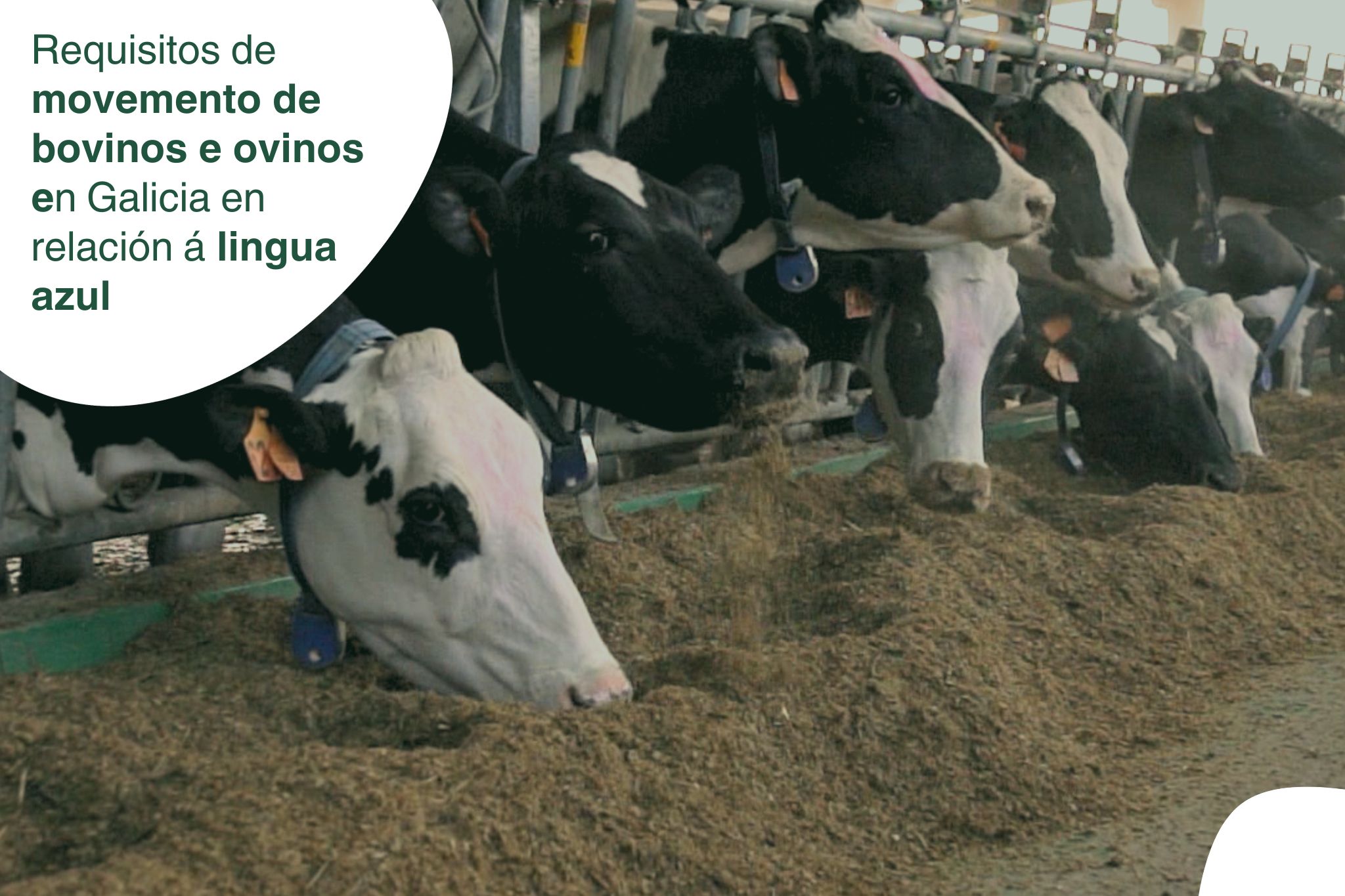 Comienza el período de circulación del vector de la lengua azul